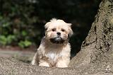 LHASSA APSO 132